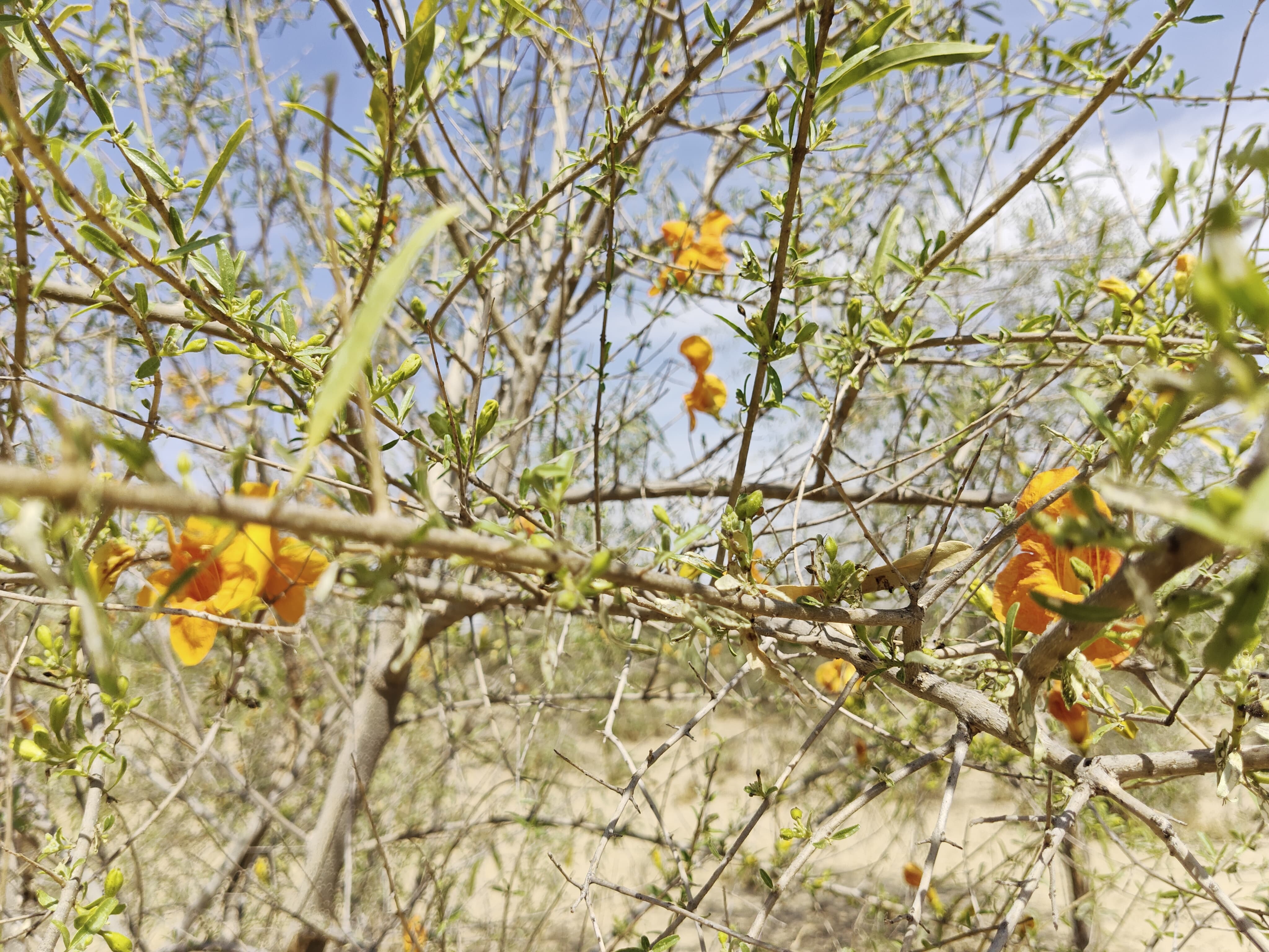 Compensatory Afforestation
